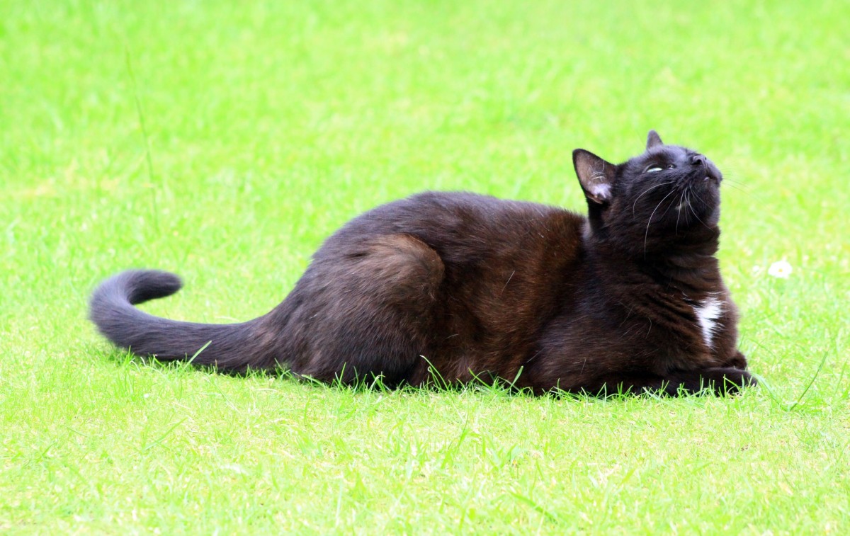 black cat with white chest and paws