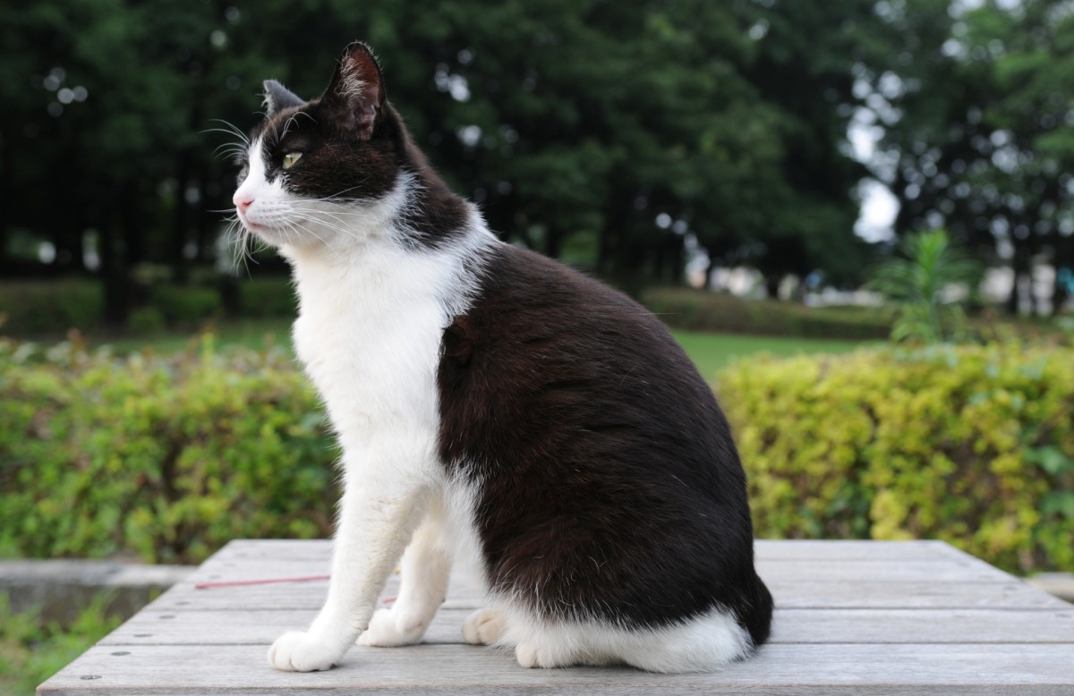 Bicolor Patterns In Cats 