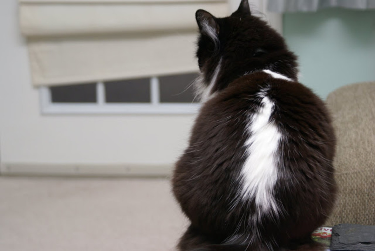 A cat exhibiting a striking "skunk" pattern.