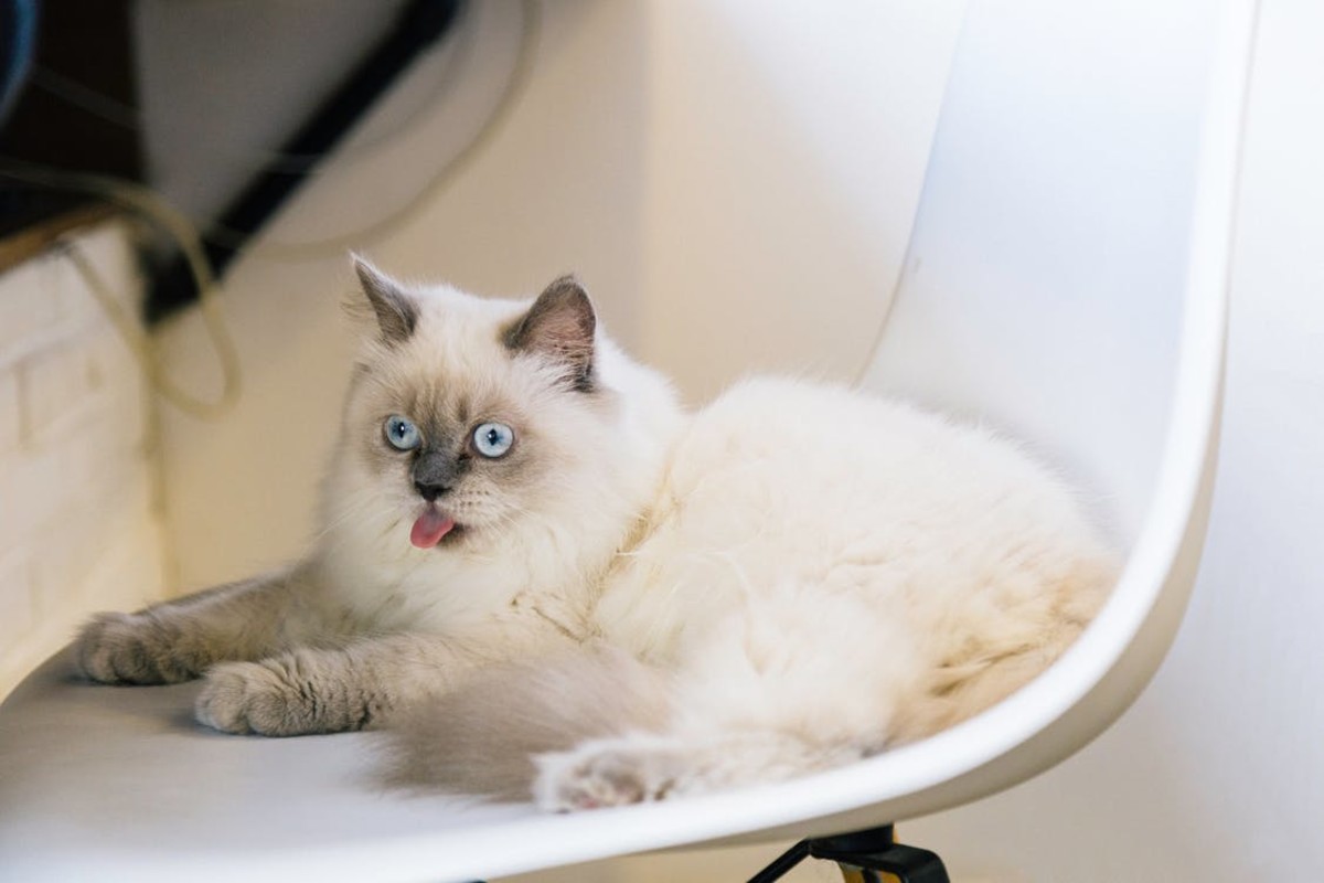 Though your cat might not be happy about it, is important to keep up with regular vet visits.