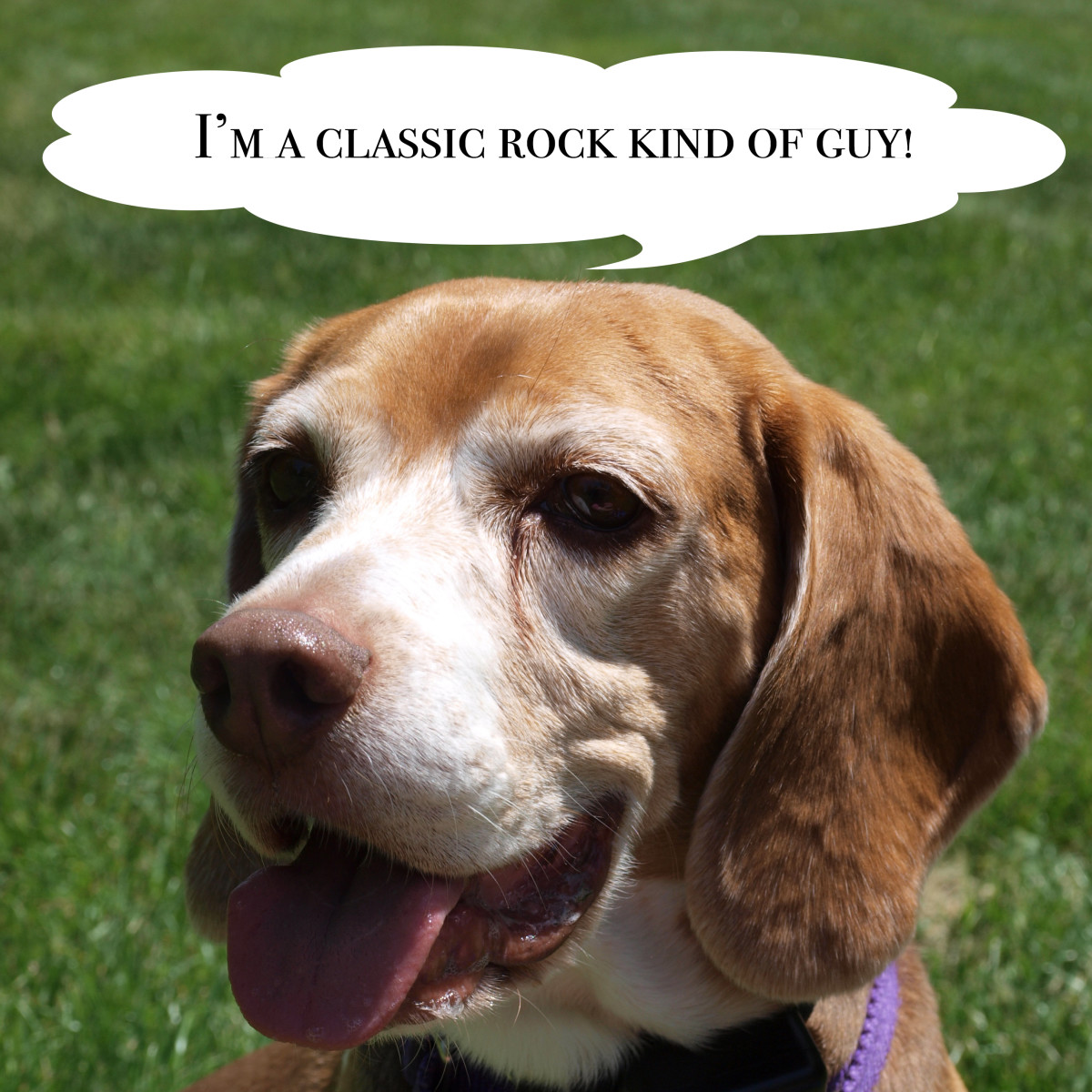A classic dog deserves a classic rock kind of name.  Here's a list of them.
