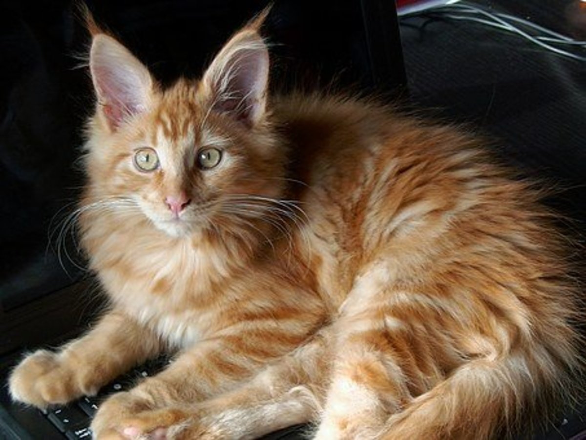 15 Astronomical Names for Maine Coon Cats (From Apollo to Vulcan