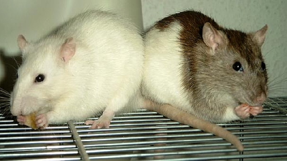 names-for-a-pet-rat
