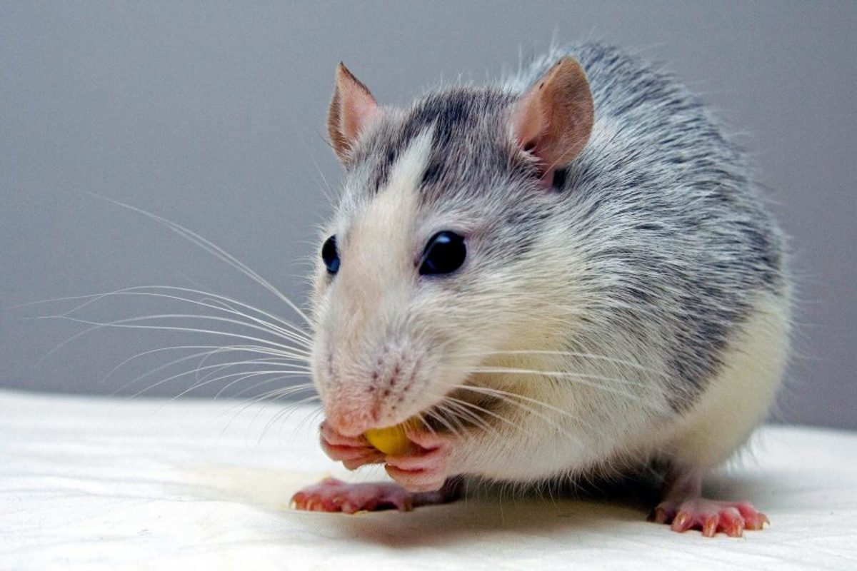 100 Names for Your Pet Mouse