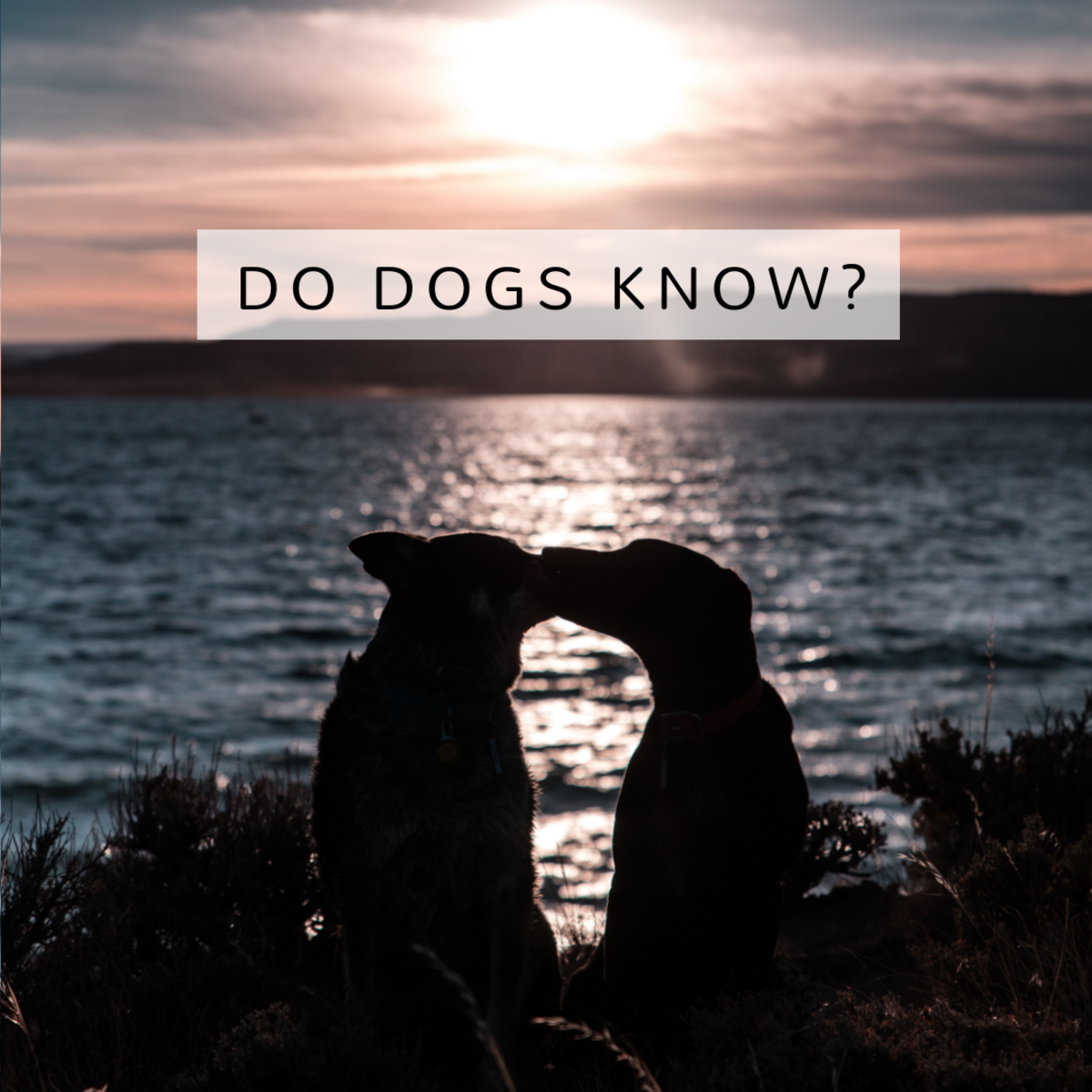 15 Signs a Dog Is Dying What to Do When Your Dog's Health Declines