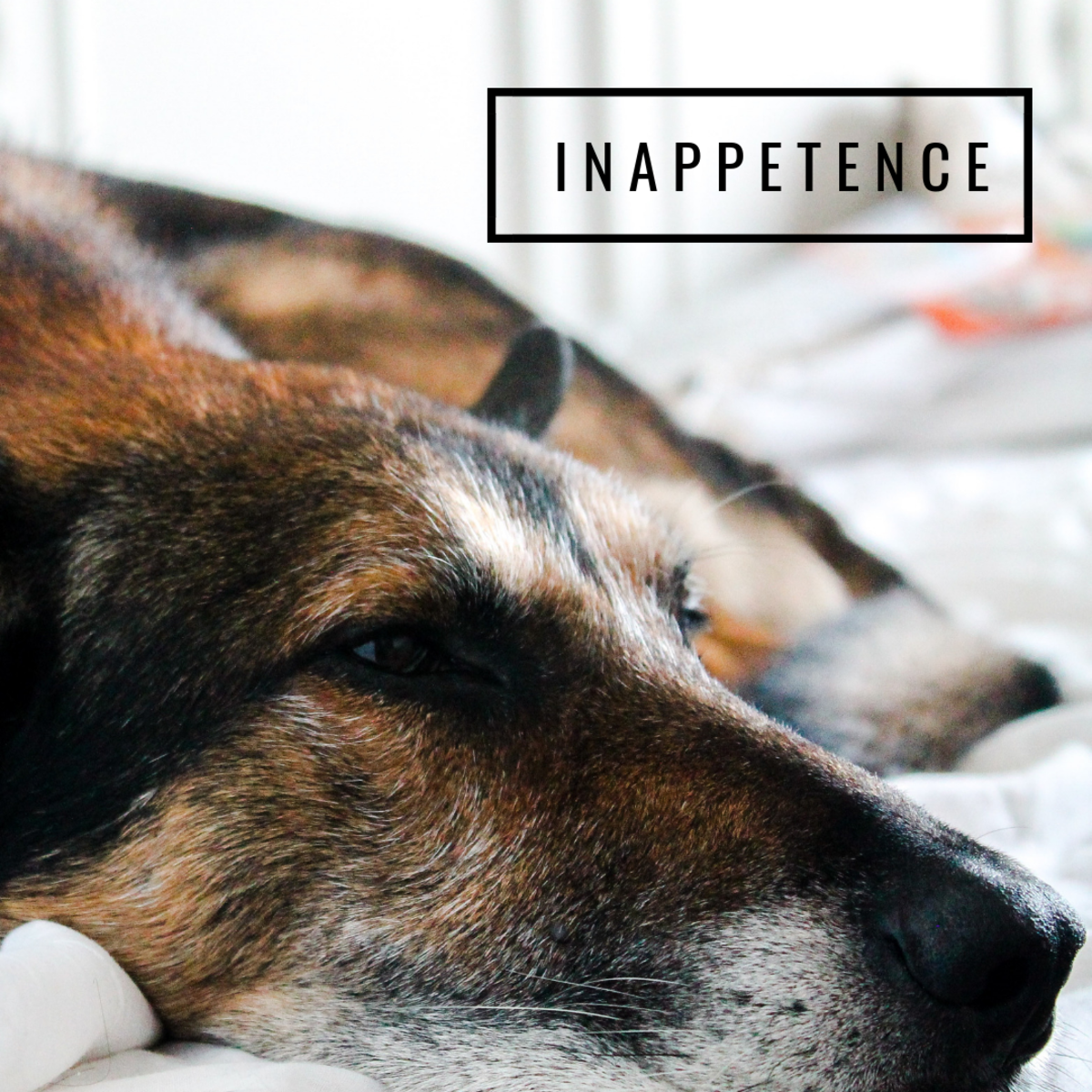 Inappetence is a common side effect of terminal or chronic illness and old age.
