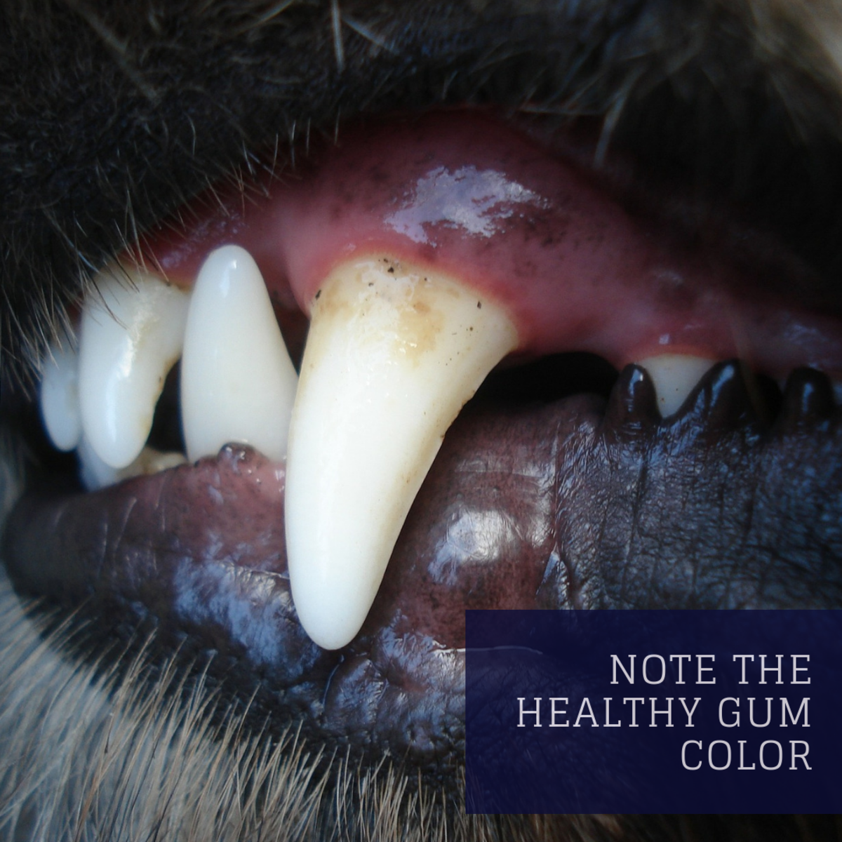 Gum color is a good indication of overall health or illness in dogs.