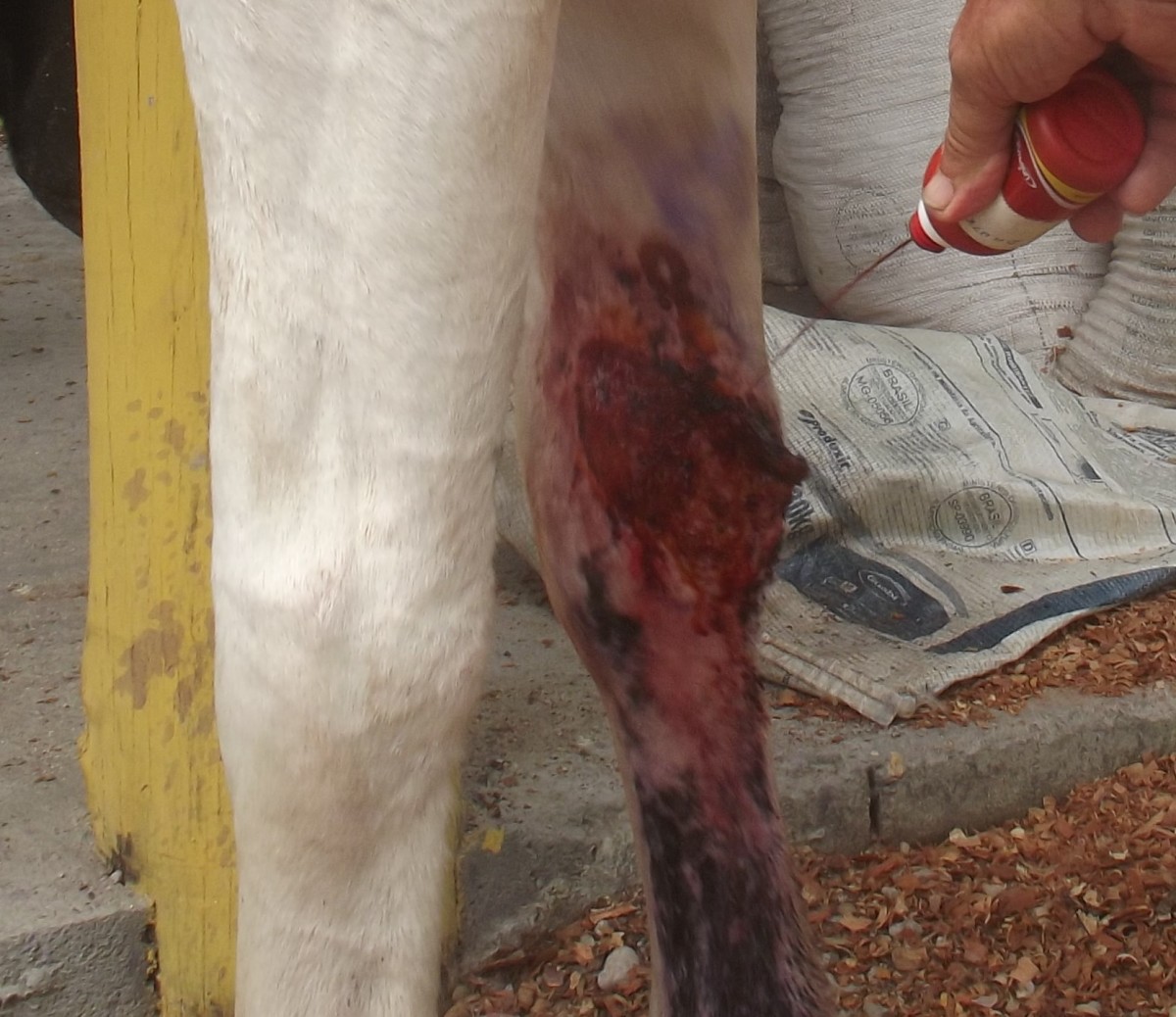 Clean the wound just before bandaging.