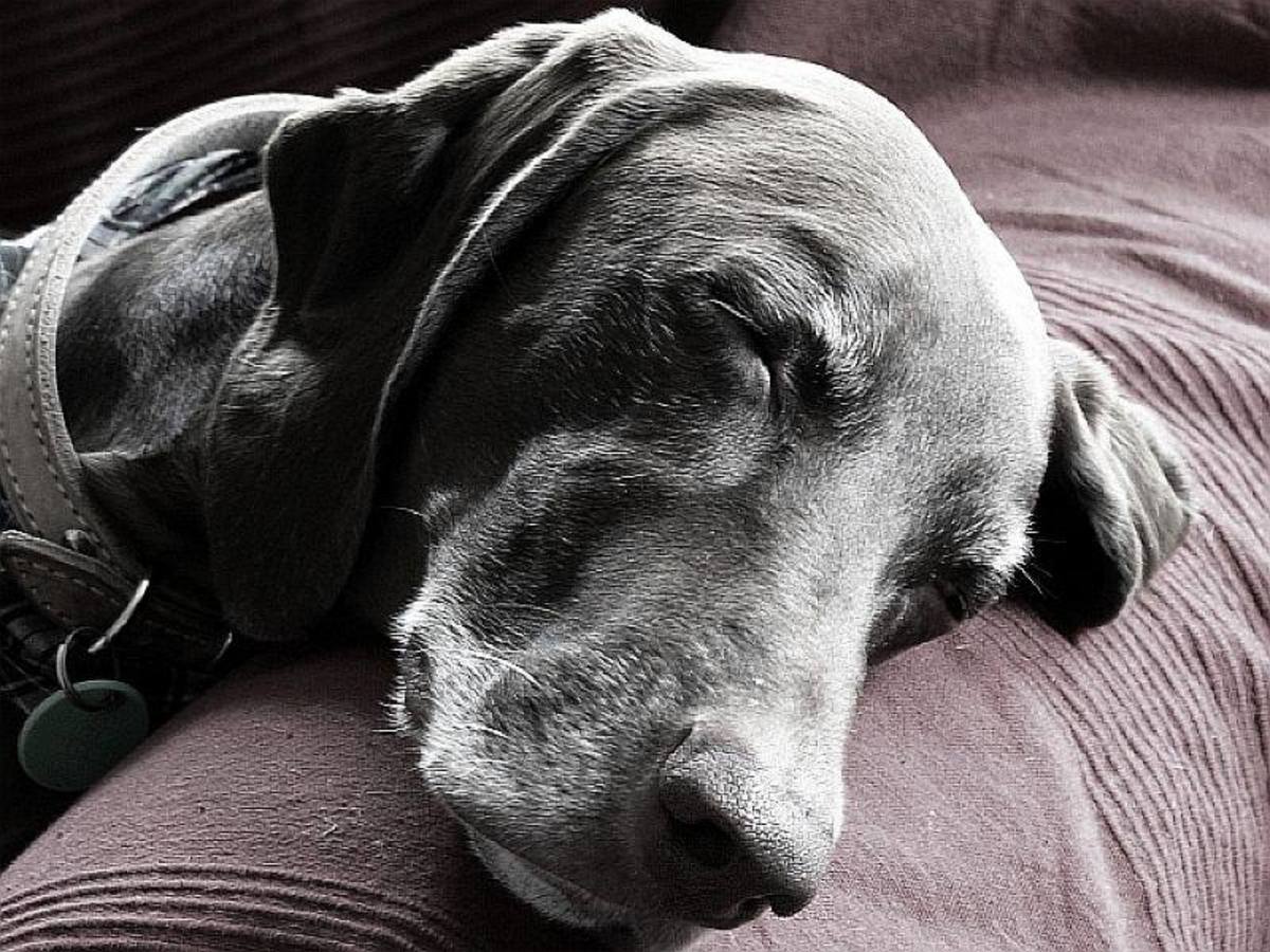 Many pets will be groggy and prefer to sleep in the hours following surgery. This is normal.