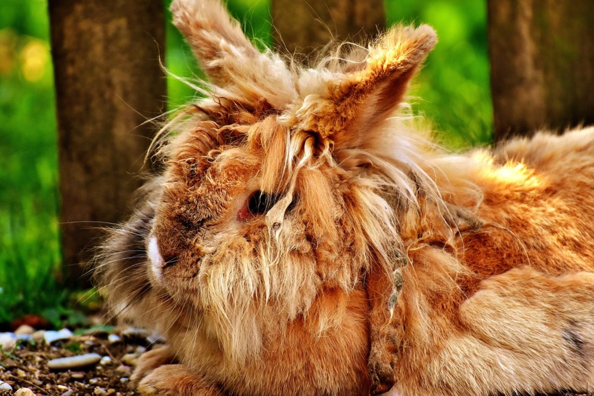 how-to-groom-your-rabbit-a-complete-guide-pethelpful