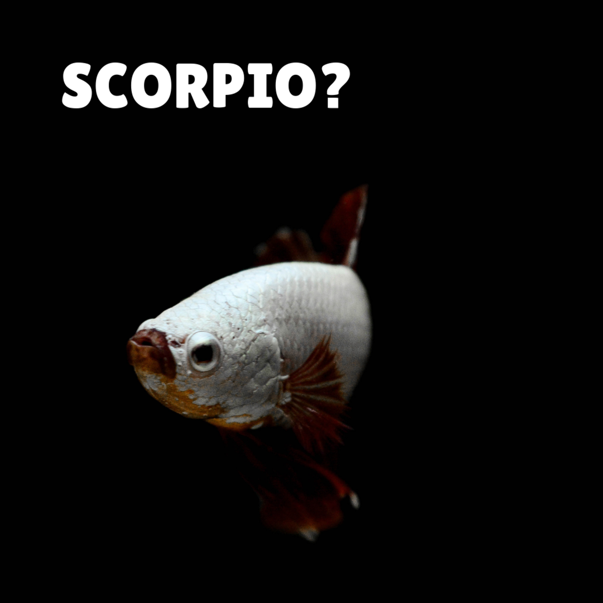 Is your betta fish a Scorpio?