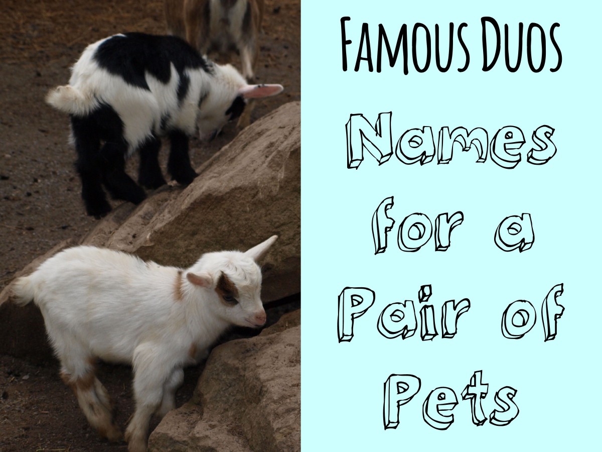 500 Cute And Clever Names For Pairs Of Pets Pethelpful By Fellow Animal Lovers And Experts