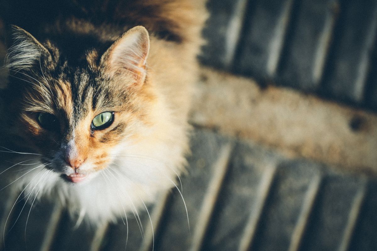 Sudden Weight Loss in Cats and Hyperthyroidism