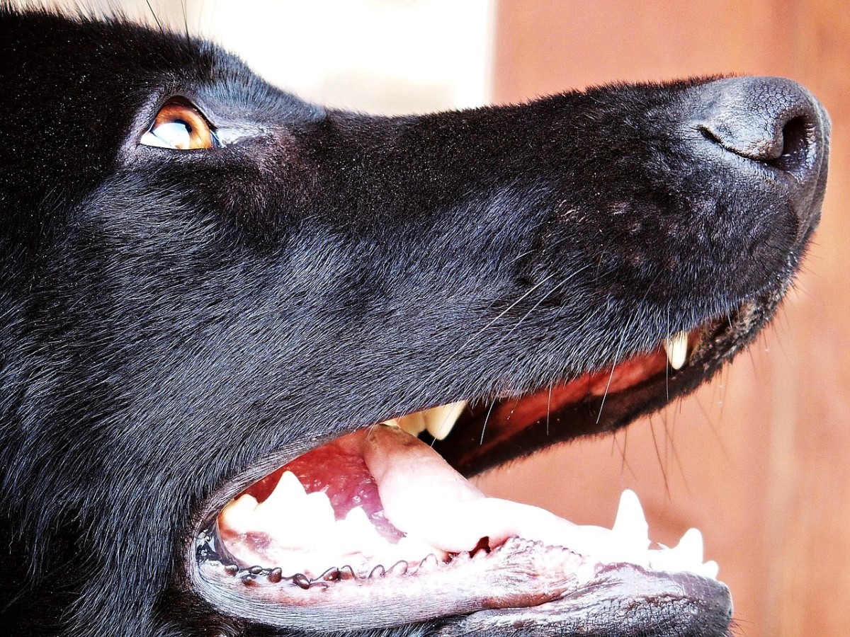 Nose and teeth, your dog's toolbox, take good care of
them.