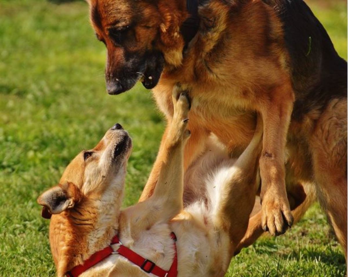 This German shepherd's approach may be too overbearing for the pinned dog.
Notice the tension around the mouth, ears back and puckered lips. However,
this is just a moment captured in time and doesn't necessarily provide the
whole picture.