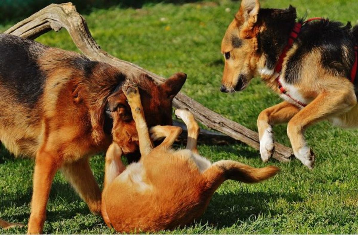 Caution is needed when several dogs "gang up" against one
dog.