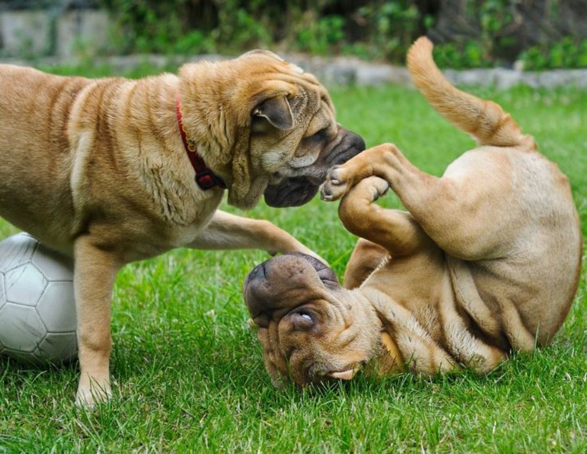 These dogs are taking turns being pinned to the
ground.