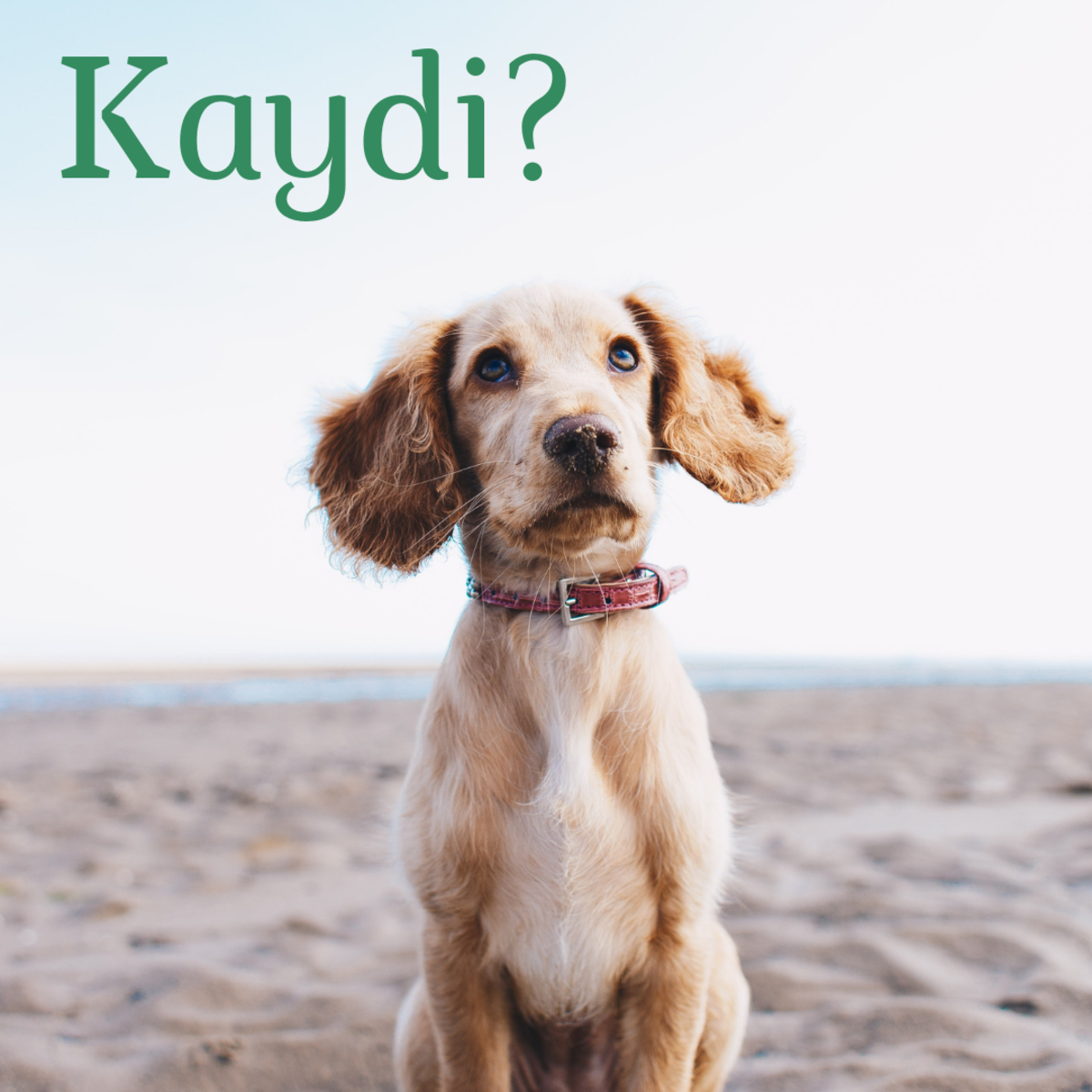 200+ Lucky Irish Dog Names and Meanings - PetHelpful