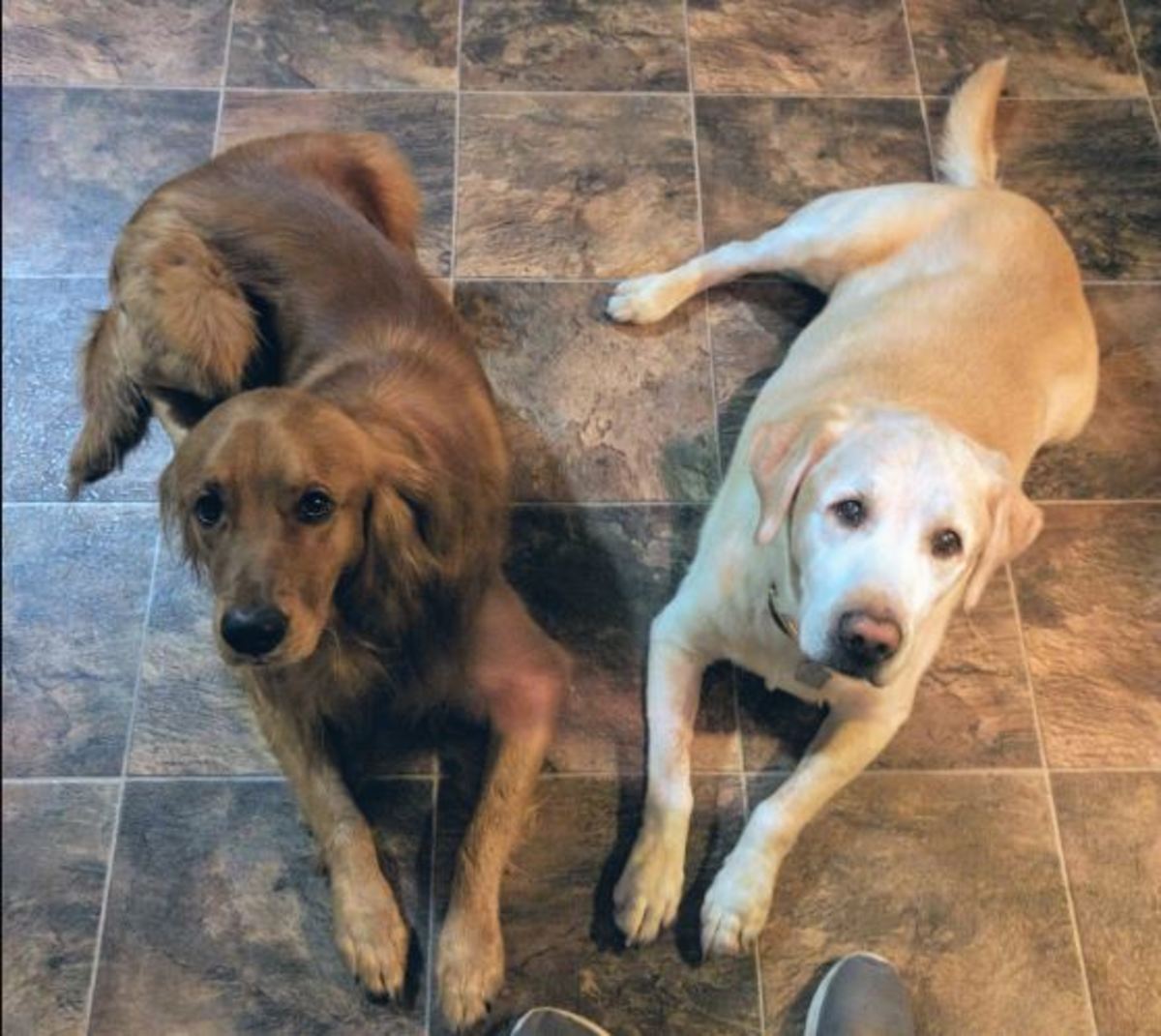  A golden retriever (left) and a yellow Labrador retriever (right). 