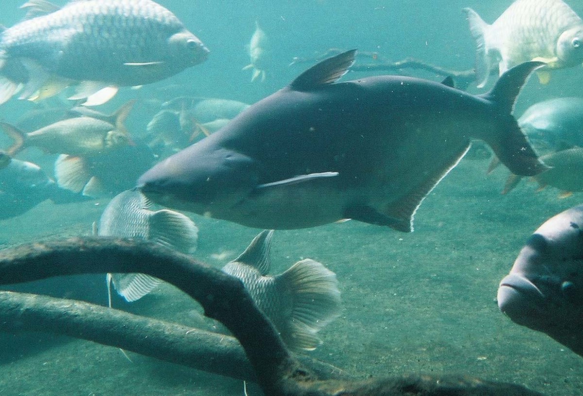 Adult Iridescent Shark Catfish