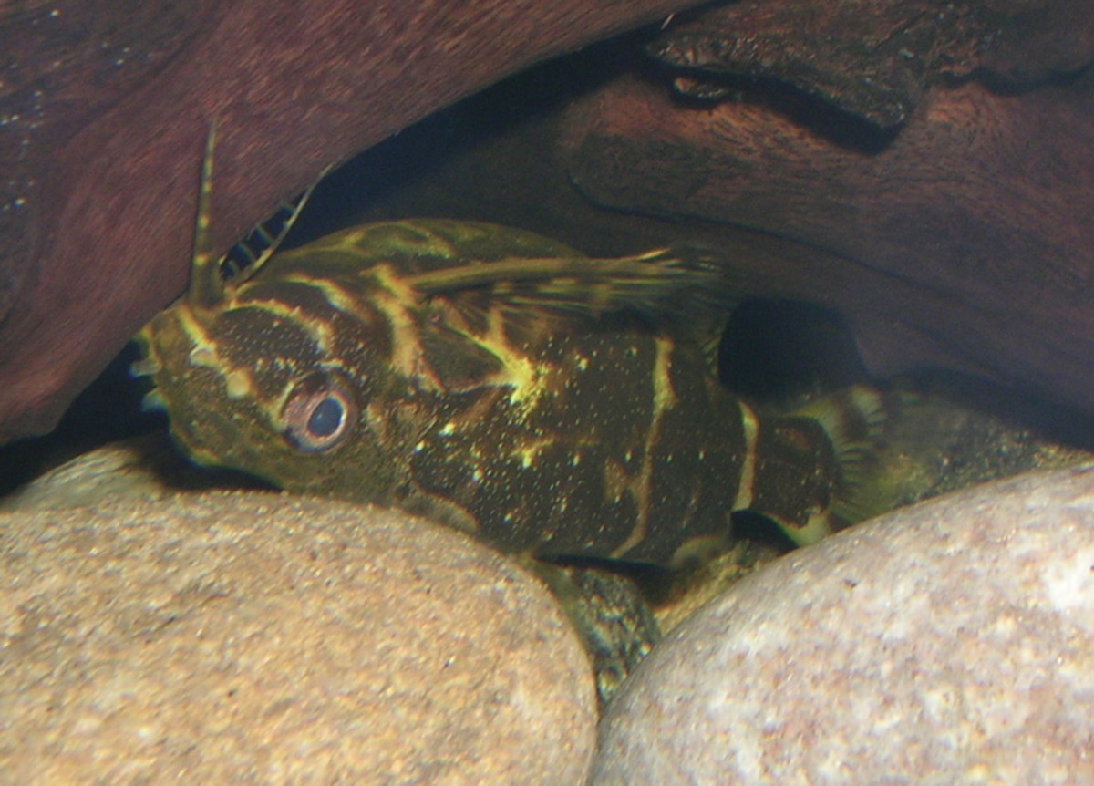 Synodontis Nigriventris - The Upside-Down Catfish