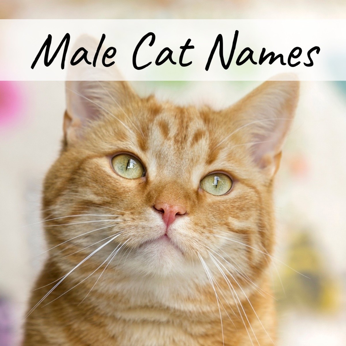 There are lots of great names for male kitties!
