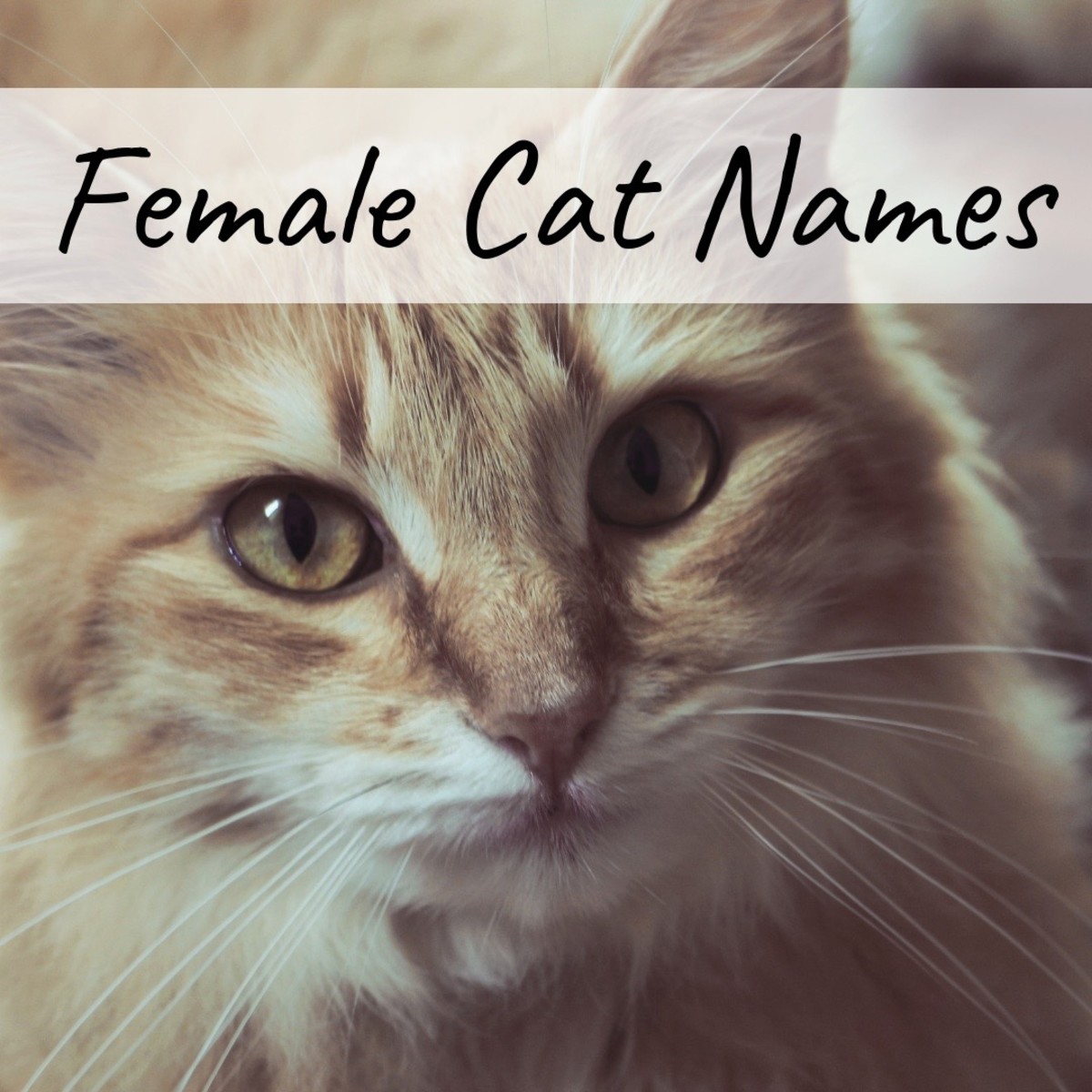 Check out the below list for a wide variety of names for your female kitty!