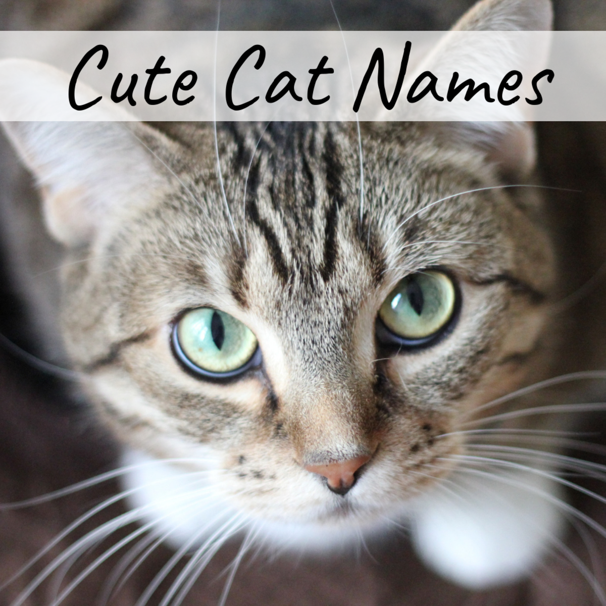 best-cat-names