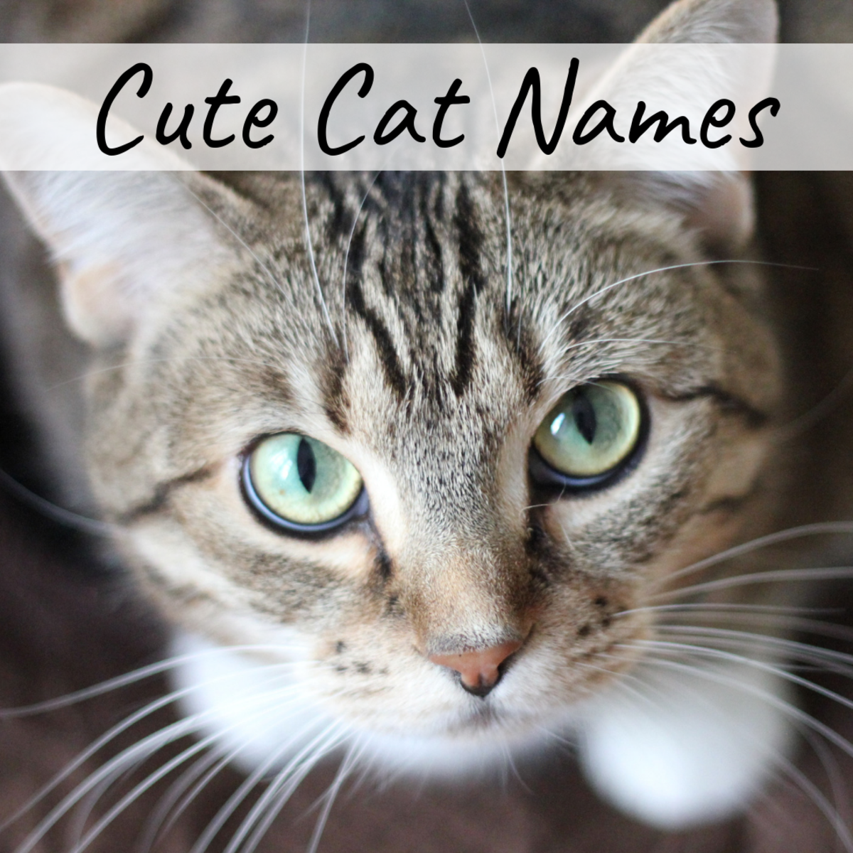 400 Cat Names Ideas For Male And Female Cats PetHelpful