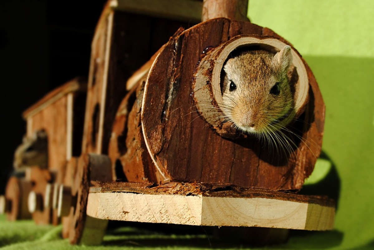 Gerbils like tunnels and houses. Make sure they are made of wood or some other safe material for them to chew on since they like to chew and gnaw on things a lot! Plastic is not safe for these little creatures!