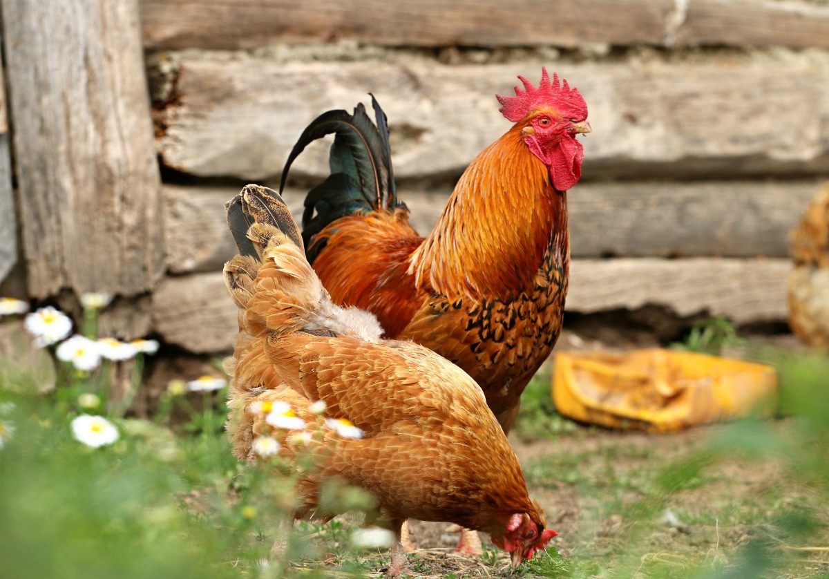 Roosters help to keep free-range hens safe. 