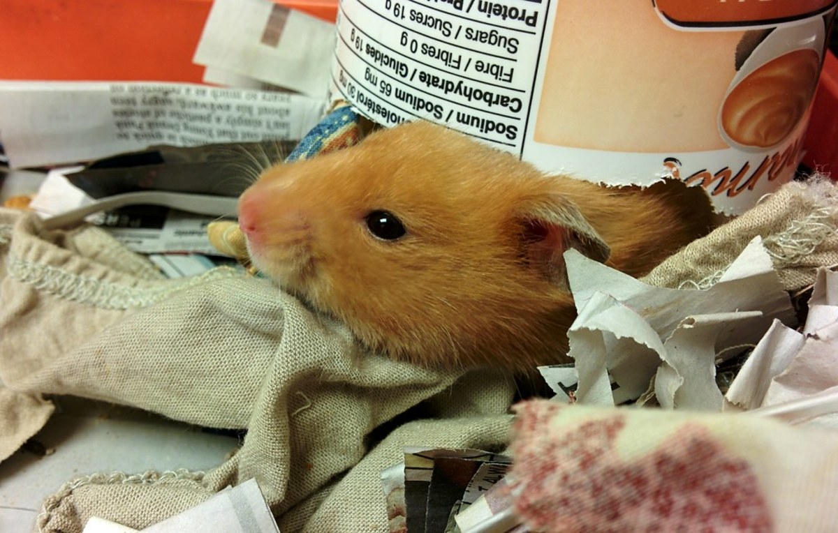 causes-of-sudden-death-in-hamsters