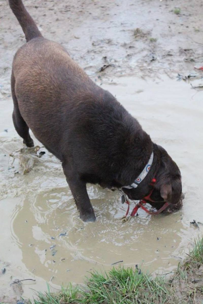 Some dogs are fussy drinkers, others will happily drink anything