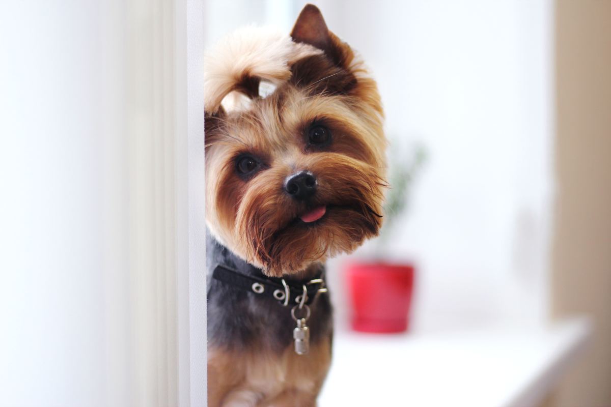 what is the size of a yorkshire terrier