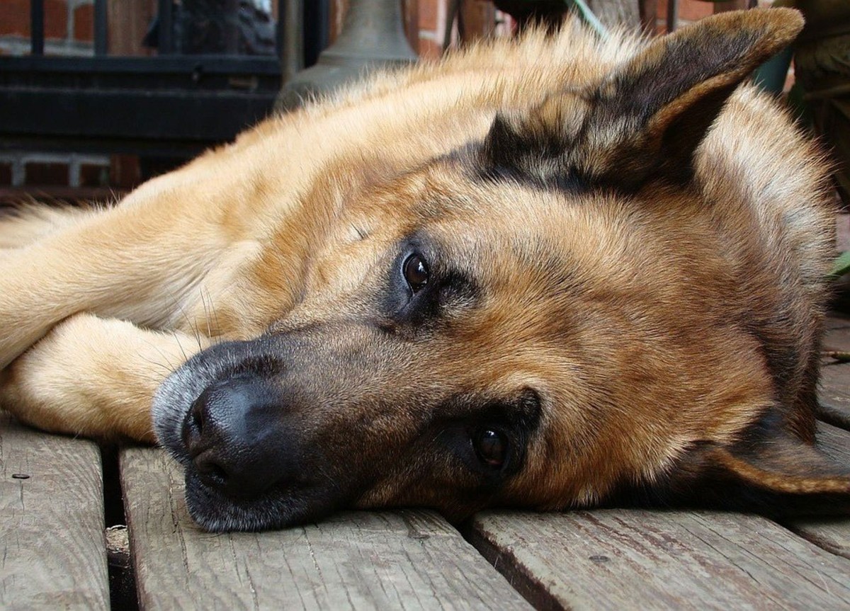 hip and elbow dysplasia in german shepherds