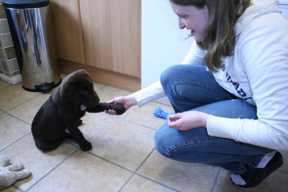 Teaching a puppy to give paw.
