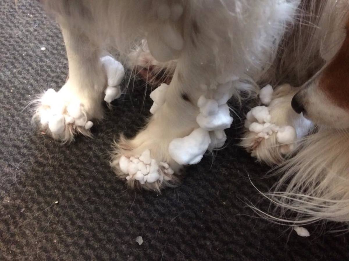 Snow clumps are just one reason you may need to handle your dog's paws.