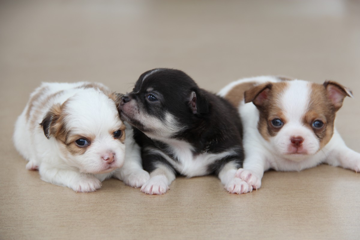 10 Worst Dog Names PetHelpful