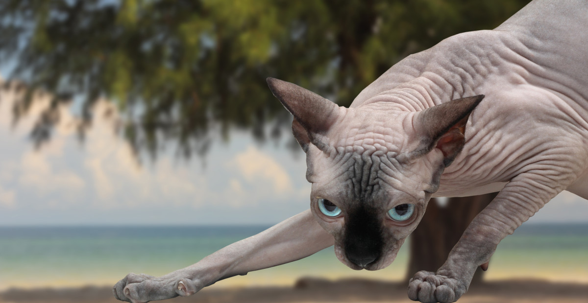 Sphynx Cat With Blue Eyes