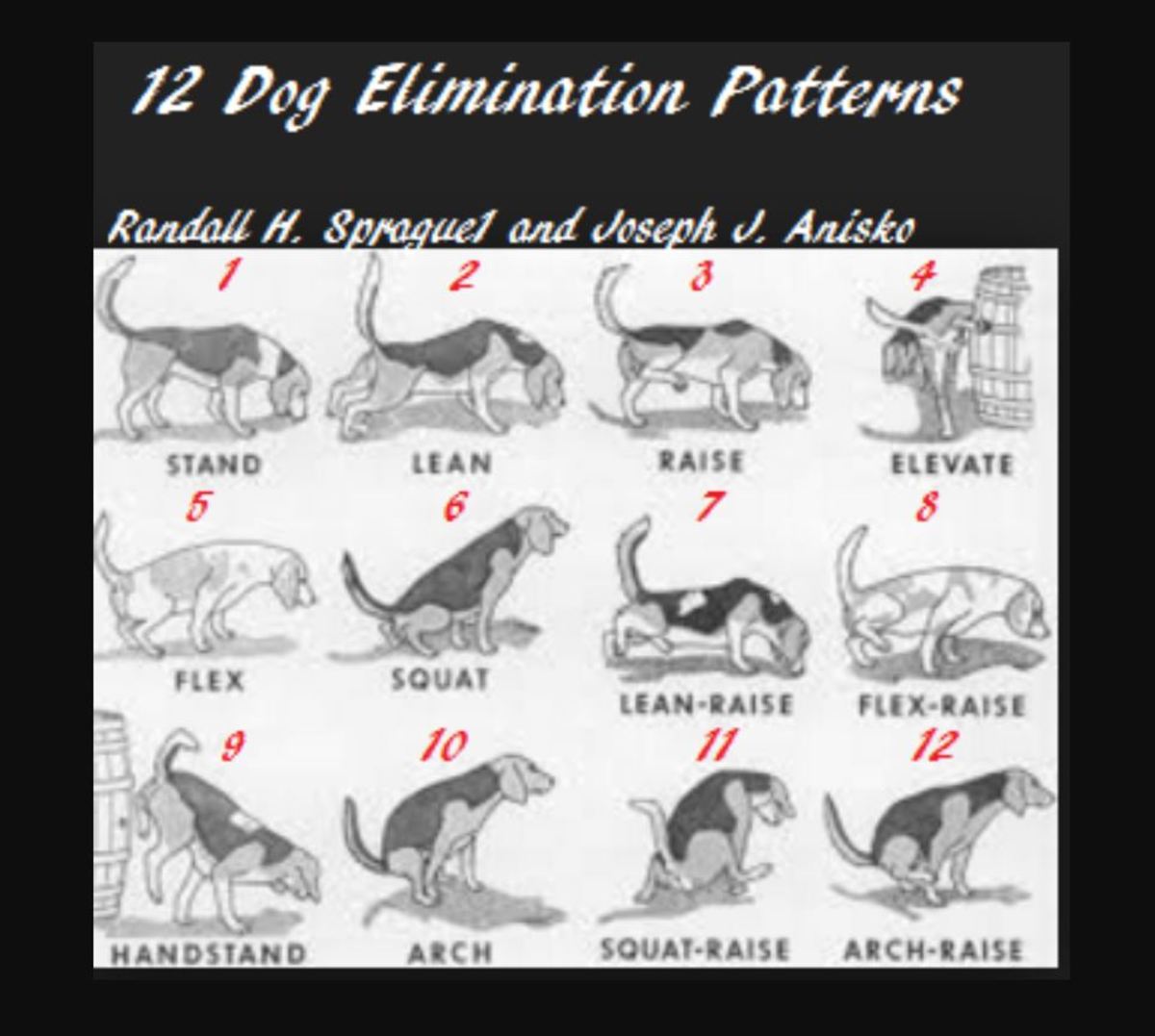The 12 elimination patterns exhibited by dogs.