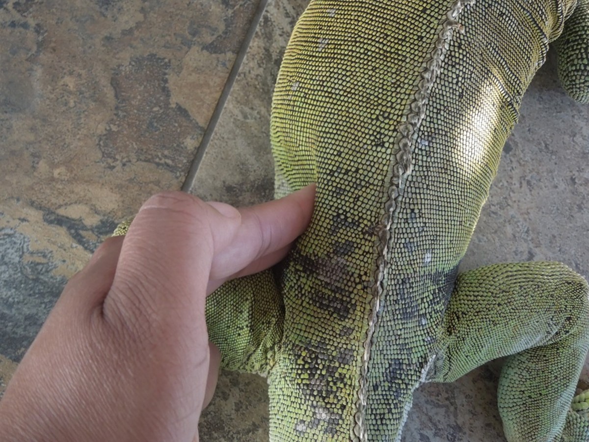 Iguana Can’t Poop? 11 Important Solutions PetHelpful