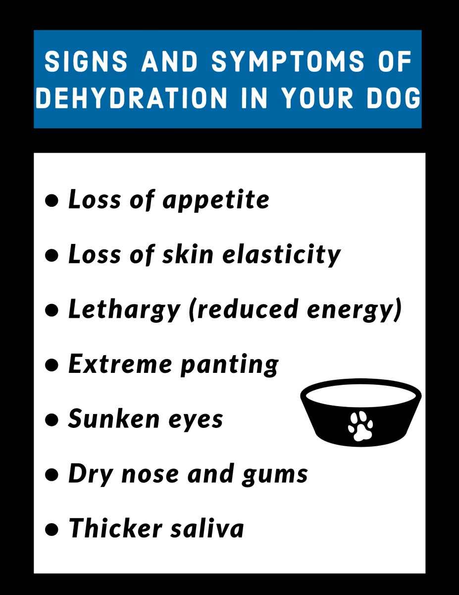 Signs and symptoms of dehydration in the Chesapeake Bay Retriever.