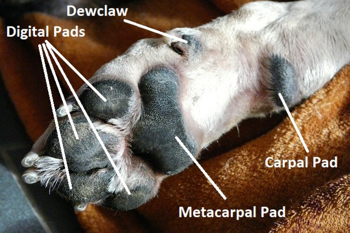Your dog's front paw has four digital pads, a metacarpal pad and a carpal pad. 