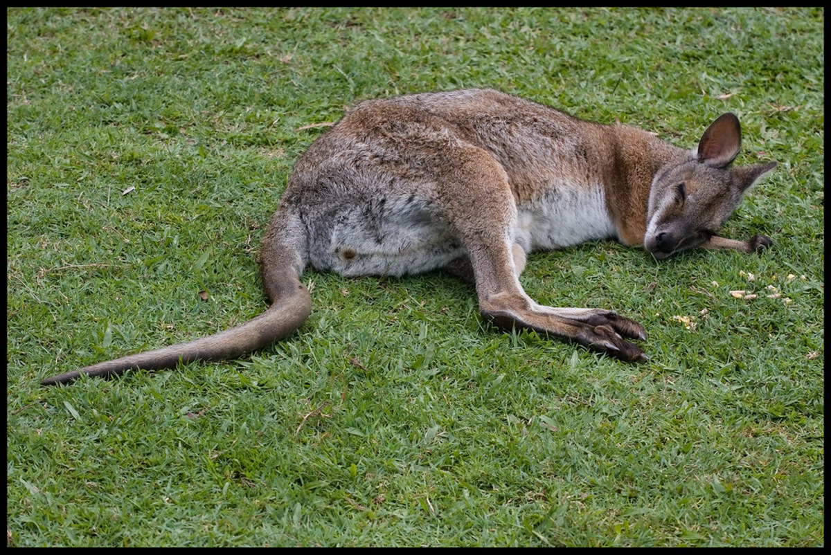 Sleeping wallaby