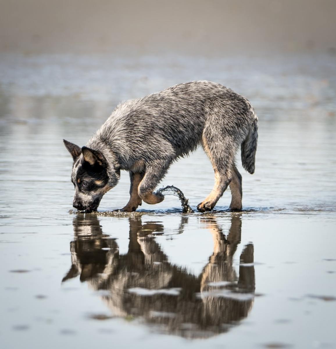 Adorable Australian Cattle Dog puppy on the beach.