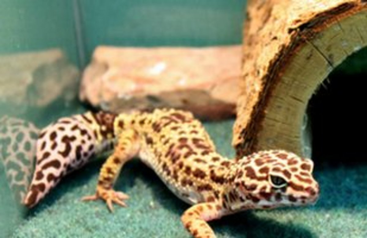 leopard gecko hides made out of styrofoam