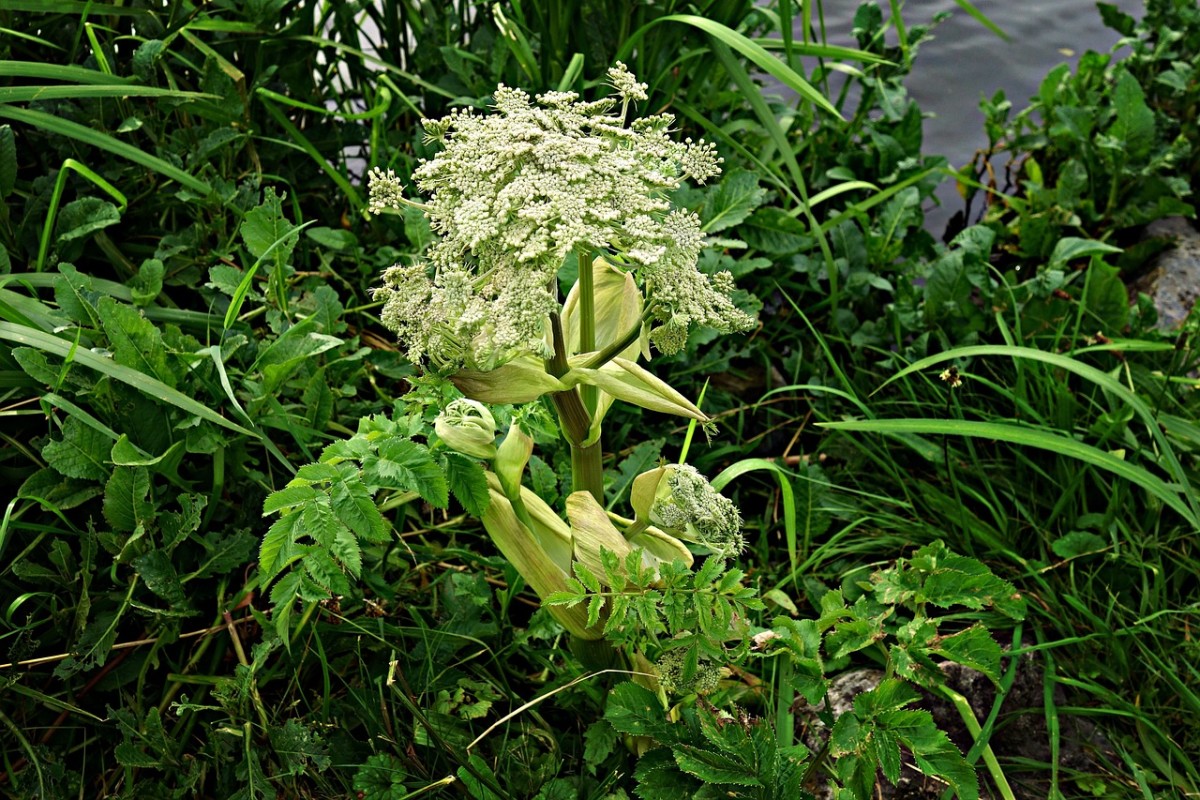 Giant Hogweed can cause nasty burns to dogs and people