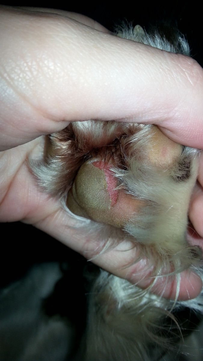 Injuries to the paw pad can be very sore