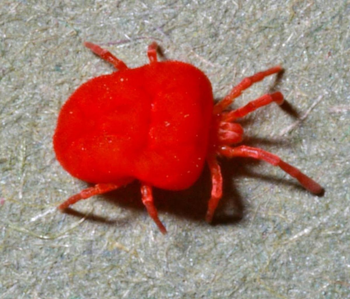 Mites can cause itchy sore feet