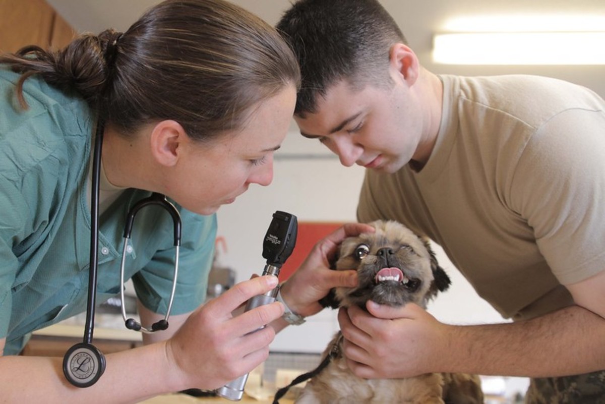 Some things cannot be dealt with at home and will require a visit to the emergency veterinarian.